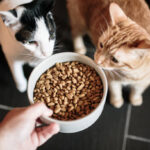 Alimentation du chat âgé