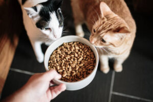 Alimentation du chat âgé