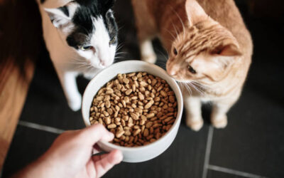 Alimentation du chat âgé