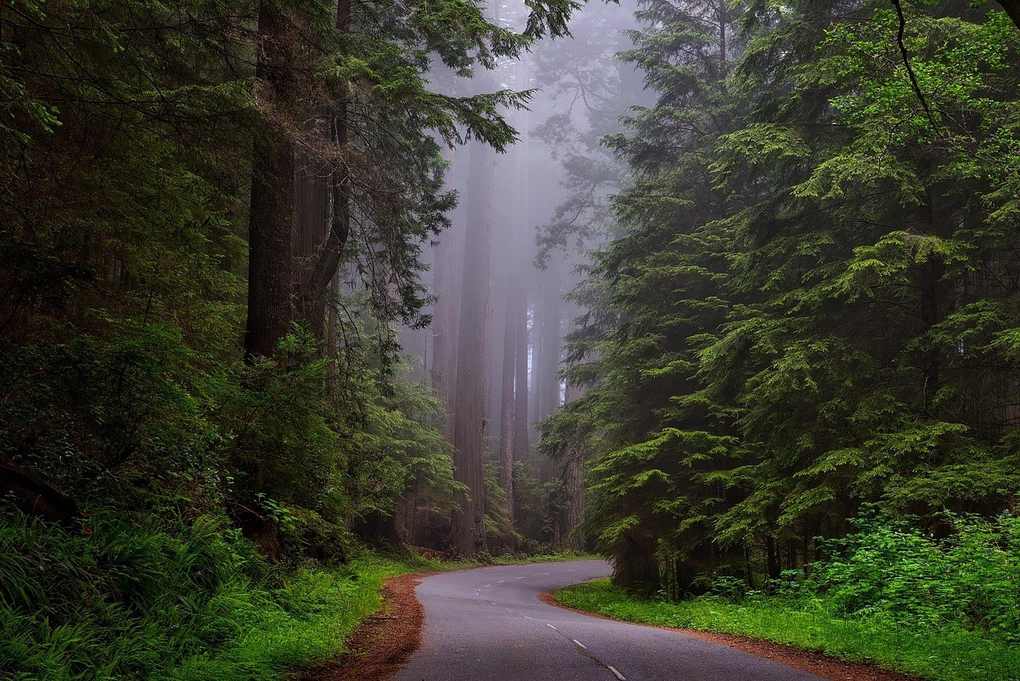 Route sinueuse dans une forêt dense, grands arbres, brume, végétation luxuriante
